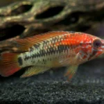 Red Shoulder Dwarf Cichlid