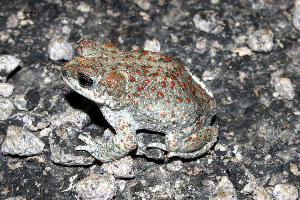 Red-Spotted Toad