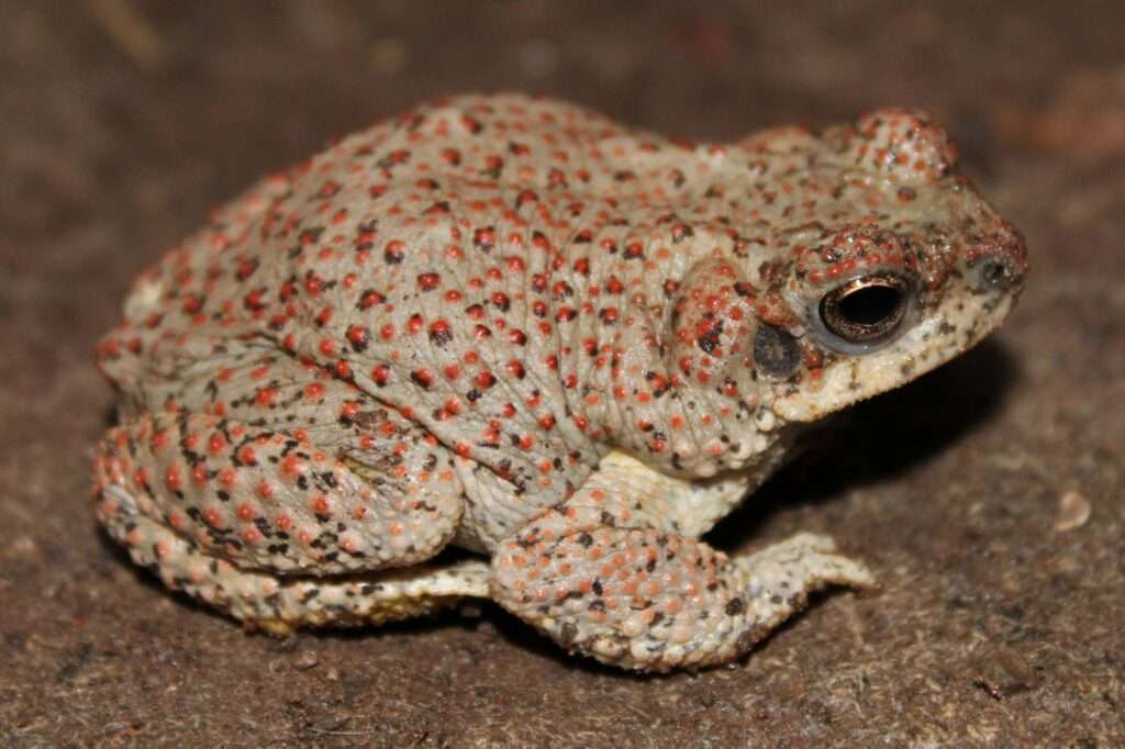 Red-Spotted Toad.
