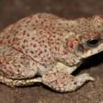 Red-Spotted Toad.