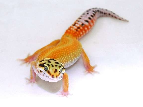 Red Stripe-Leopard Gecko