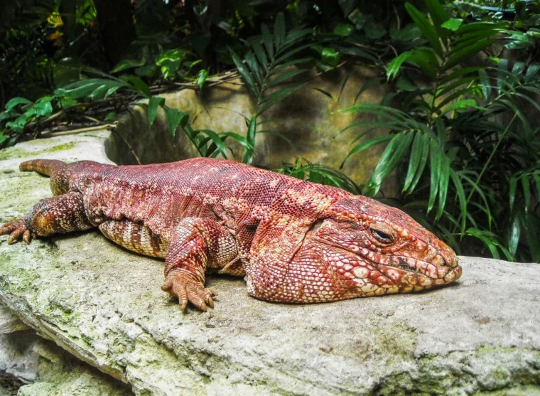 Red Tegu