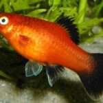 Red Wagtail Platy fish