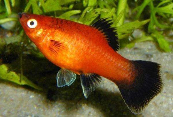 Red Wagtail Platy fish