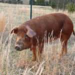 Red Wattle Hog