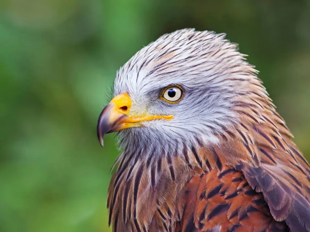 Red kites