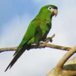 Red-shouldered macaw