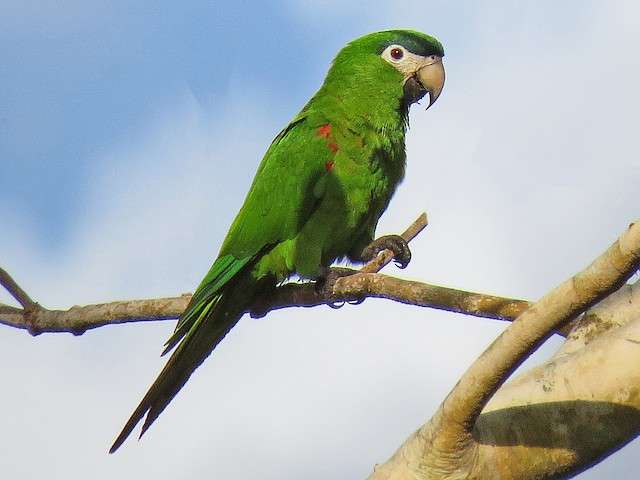 Red-shouldered macaw