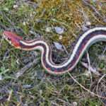 Red-sided-Garter Snake