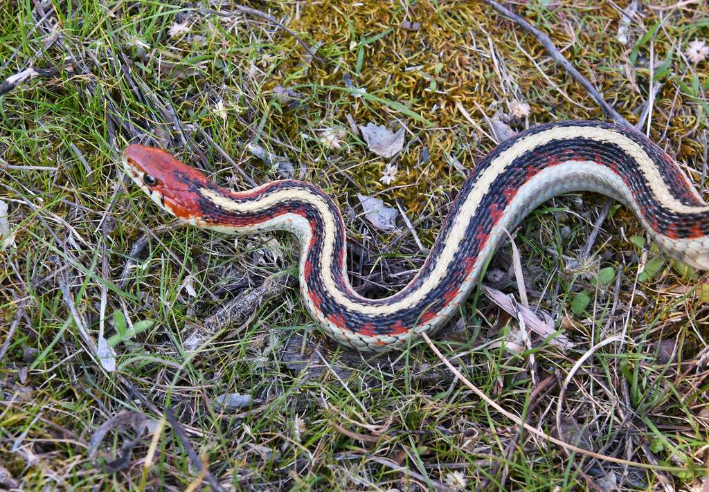 Red-sided-Garter Snake