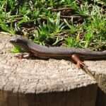 Red-sided Skink
