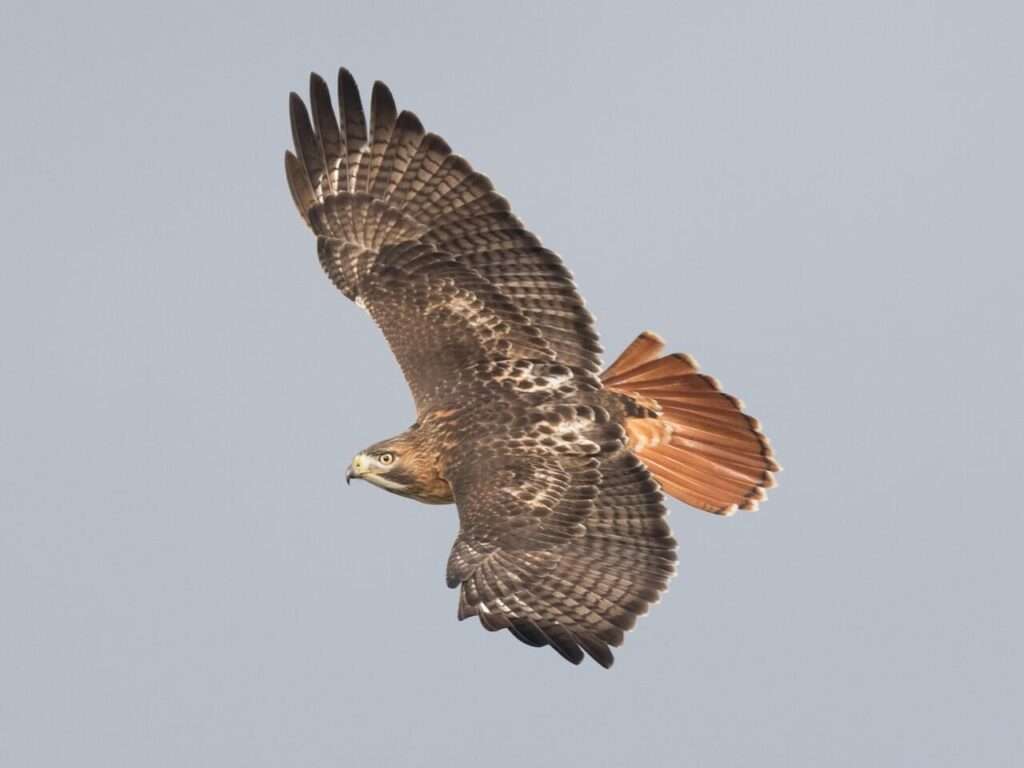 Red-tailed hawk