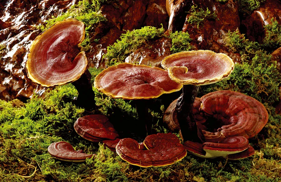 Reishi Mushroom.