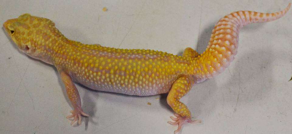Reverse Stripe-Leopard Gecko