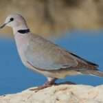Ring-necked_Dove,_crop