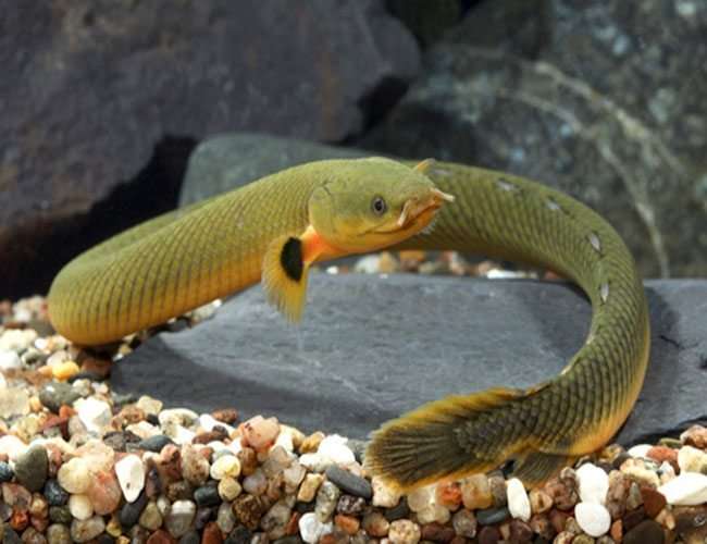 Ropefish-Erpetoichthys-calabaricus