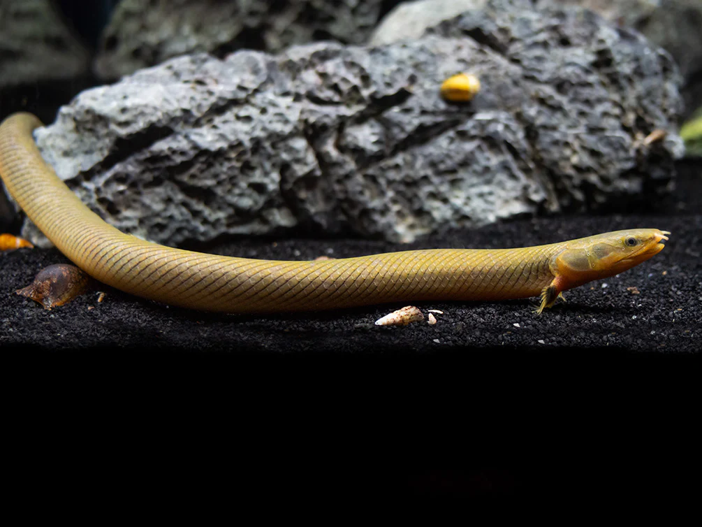 Ropefish-Small-1_1024x1024