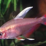Rosy tetra fish