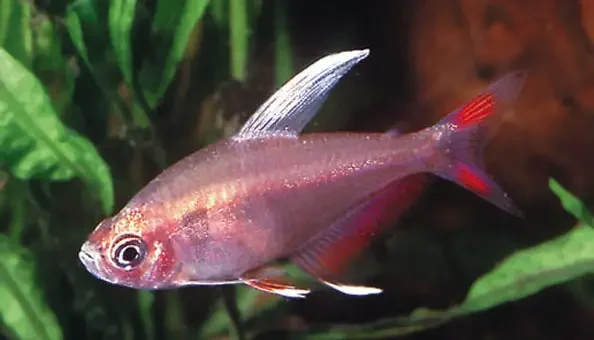 Rosy tetra fish