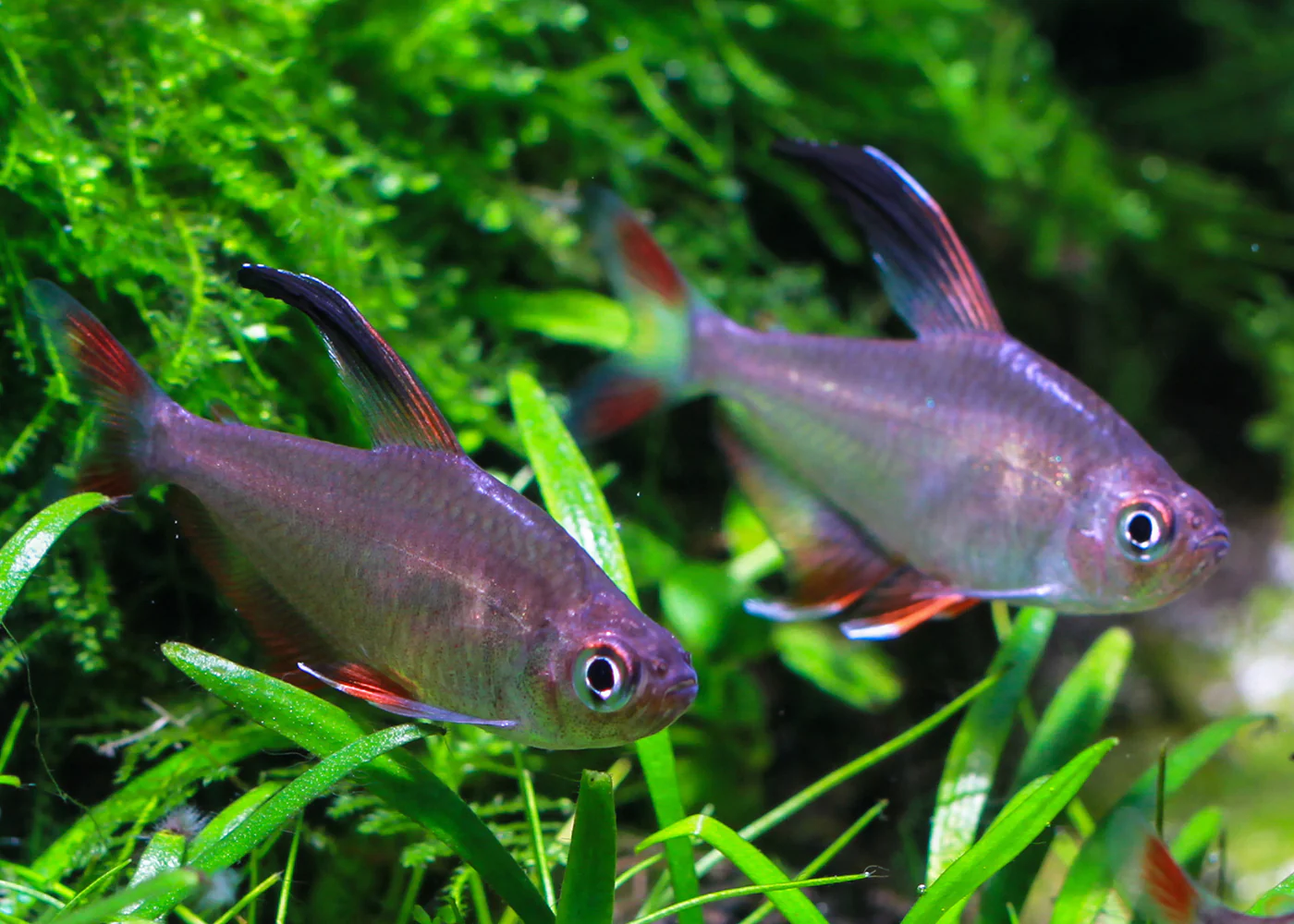 Rosy tetra