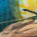 Royal Whiptail Catfish