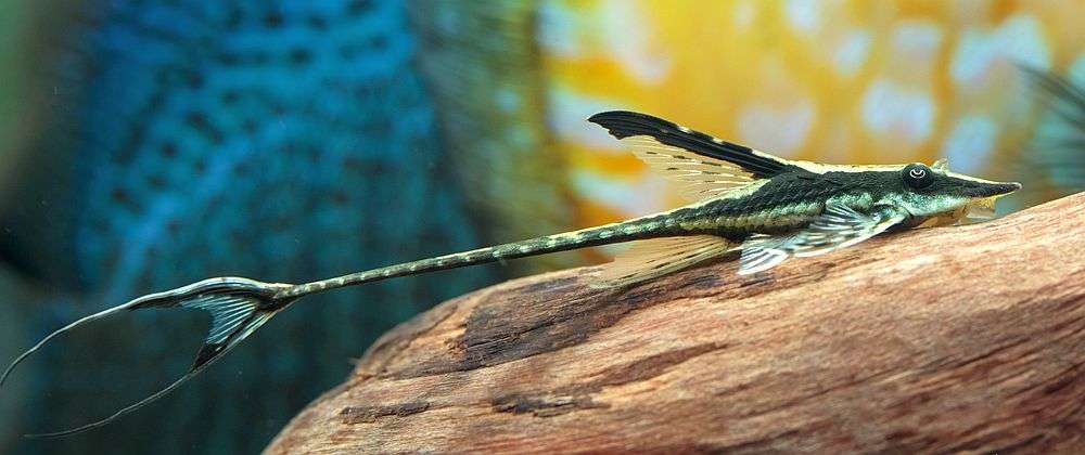 Royal Whiptail Catfish