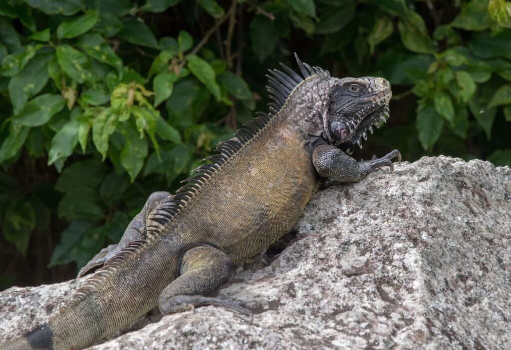 Saban Black Iguana