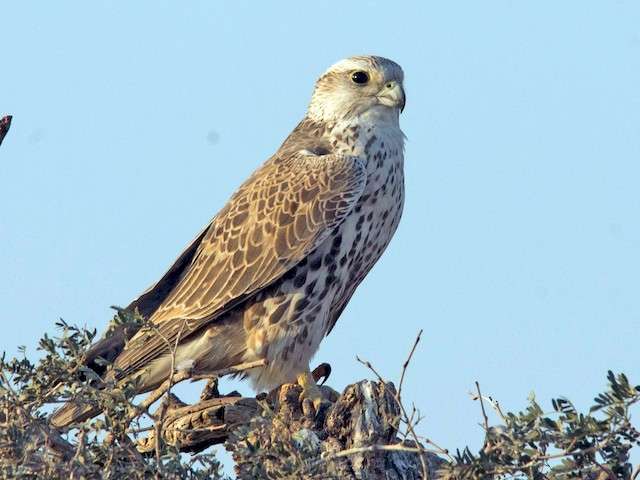 Saker falcons.