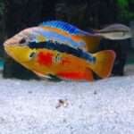 Salvini Cichlid