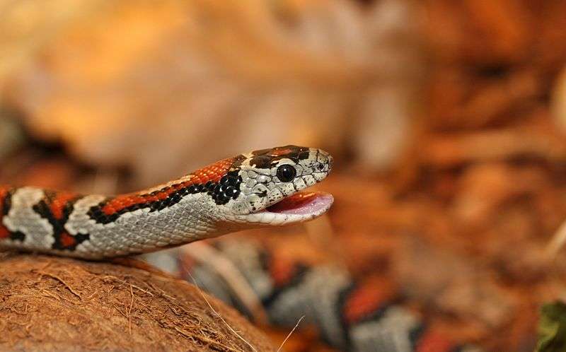 San Luis Potosi Kingsnake