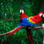 Scarlet Macaw..