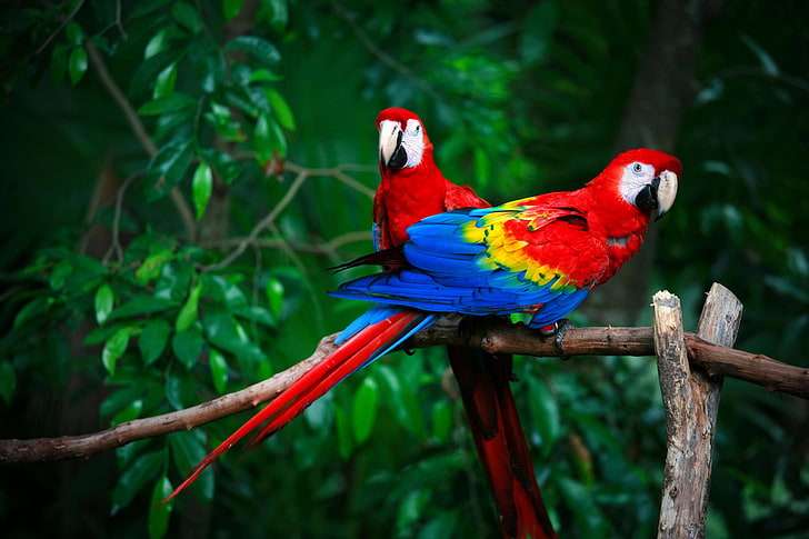 Scarlet Macaw..