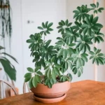 Schefflera