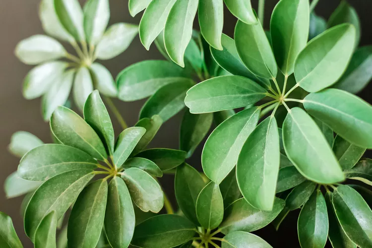 Schefflera.