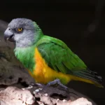 Senegal-Parrot