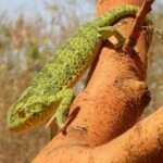 Senegal chameleon
