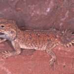 Shield-tailed Agama Lizard