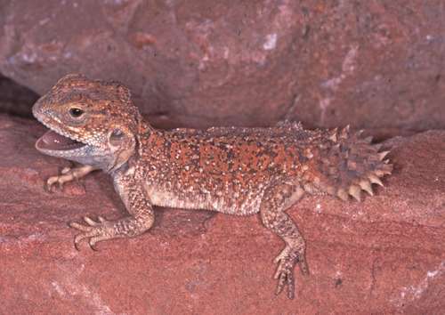 Shield-tailed Agama Lizard