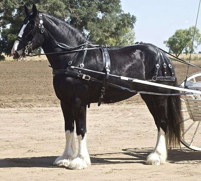 Shire