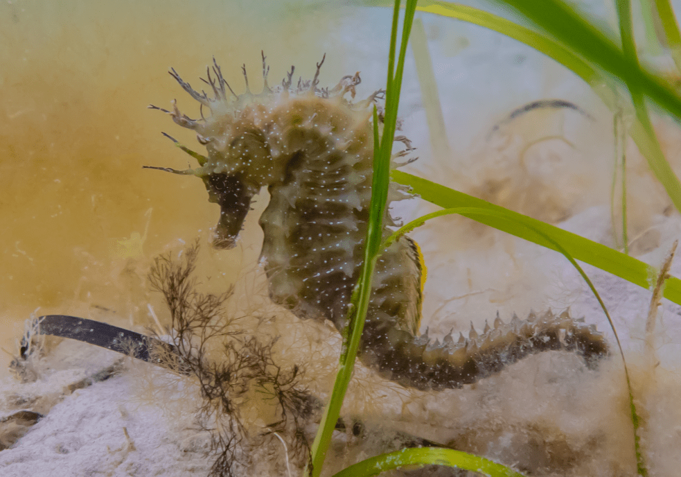 Short Snout Seahorse.