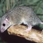 Short-tailed opossum