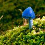 Sky-Blue Mushroom