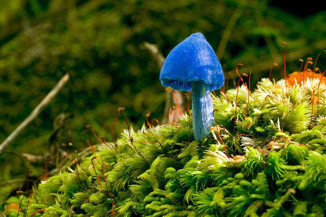 Sky-Blue Mushroom
