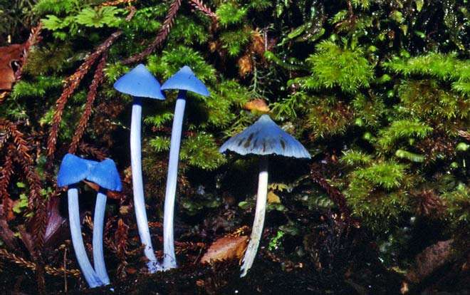 Sky-Blue Mushroom.