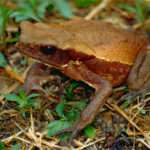 Smooth-Sided Toad