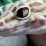 Snake Eyes Leopard Gecko