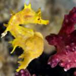 Softcoral Seahorse.