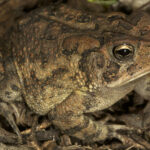 Southern Toad.
