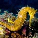 Spiny Seahorse