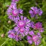 spotted knapweed